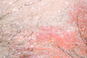 川見四季桜の里2